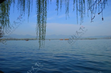 杭州西湖垂柳