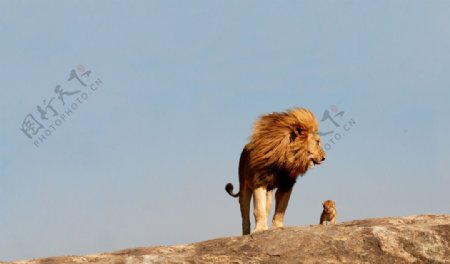 狮王与幼狮