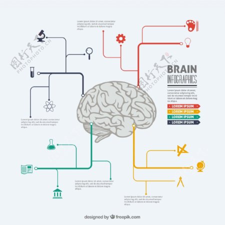 大脑信息图表
