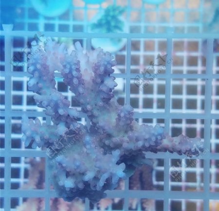 海底世界珊瑚珊瑚礁海水