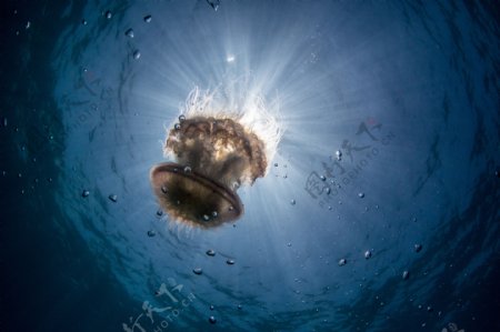 海底世界鱼摄影