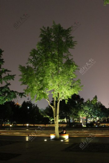 树木夜景