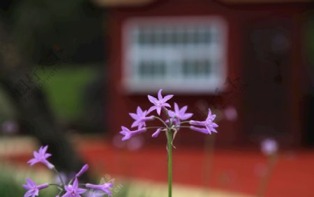 不知名的小紫花