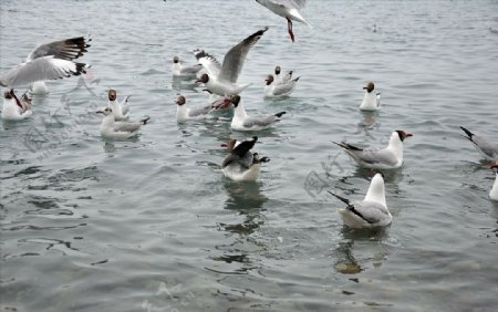 青海湖的鸟类