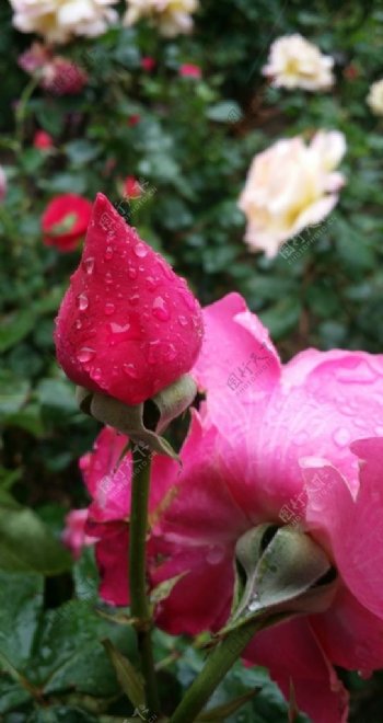 月季花下雨雨中的花红花