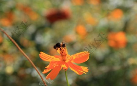 蜜蜂与花