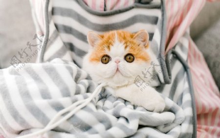 可爱的布偶猫