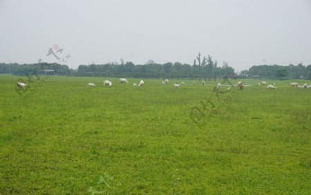 草原上觅食的羊群