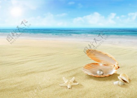 沙滩上的珍珠贝壳