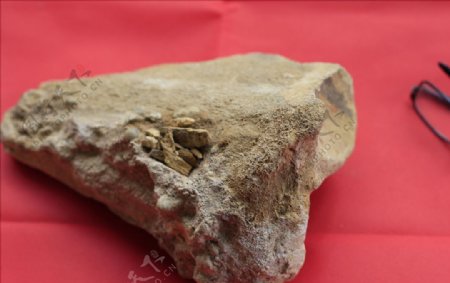 中药龙骨古代动物化石