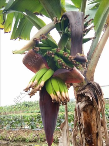 香蕉果香蕉树