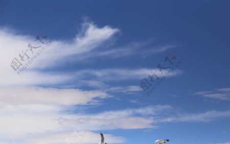 蓝天白云与鸟