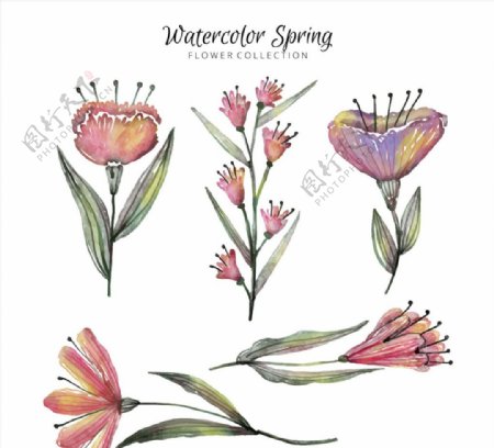 5款水彩绘春季花卉矢量素材