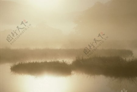 晨雾中的沼泽地