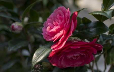 花山茶花红花