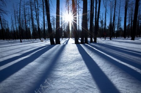 冬天森林里阳光