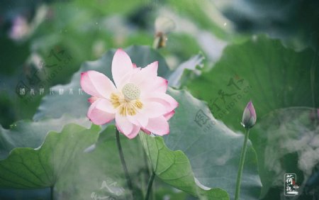 雨荷下雨天荷花粉色莲花