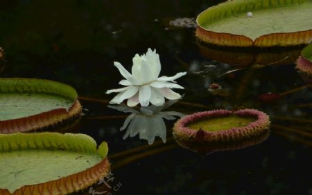 荷塘王莲花