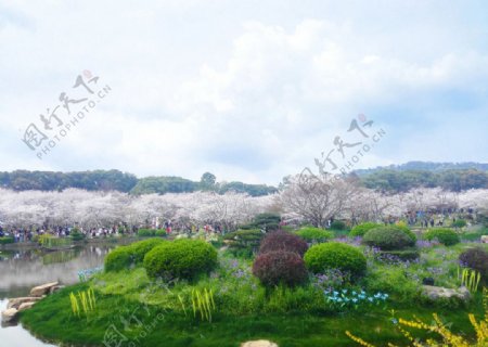 东湖樱花