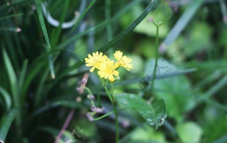 黄鹌菜