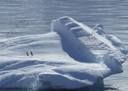 南极雪企鹅