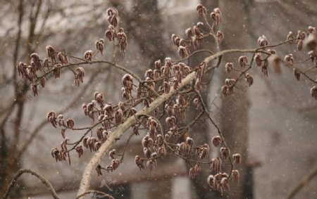 飘雪杨树花