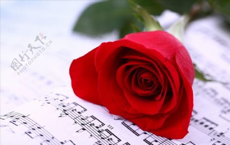 玫瑰音符特写红色花卉