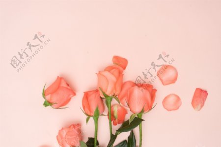浪漫粉色玫瑰花