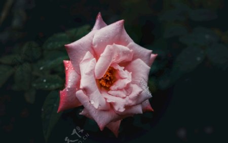 玫瑰花摄影玫瑰花苞