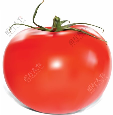 休闲有机蔬菜西红柿