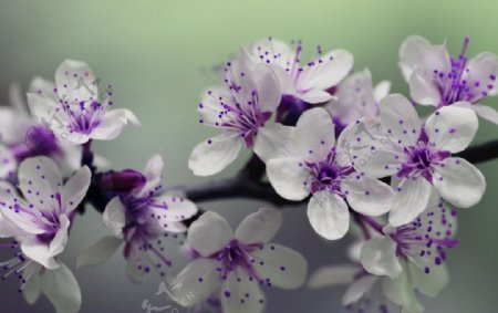 花紫色的花