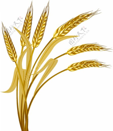 成熟的金色小麦矢量图
