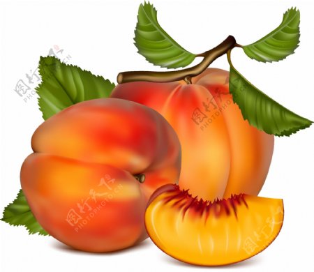 矢量水果桃子元素