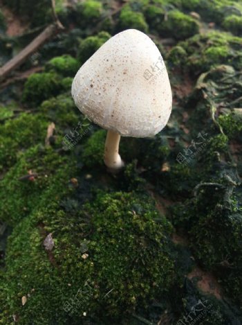 一只小蘑菇