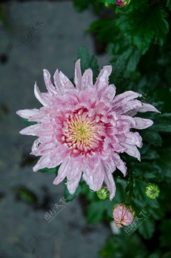 雨中的菊花