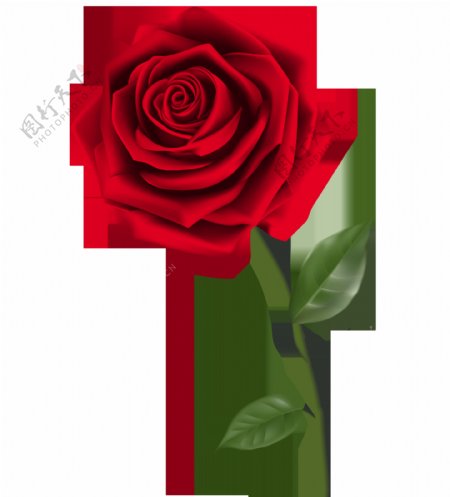 浪漫单朵告白玫瑰装饰元素