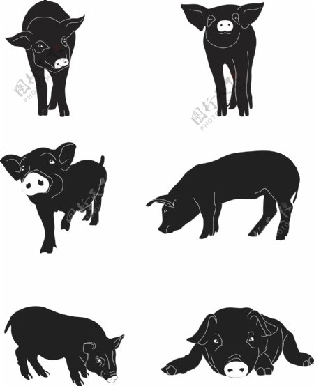 2019年猪年动物猪年猪形象简约手绘简笔画