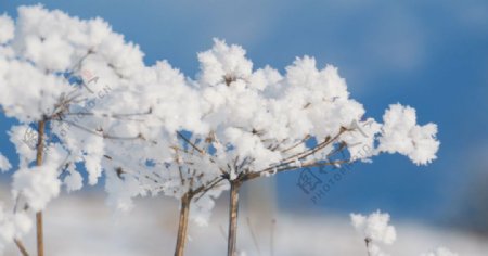 雪景