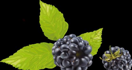 黑树莓水果野果美味