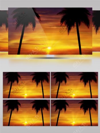 夕阳西下的海边椰树视频素材