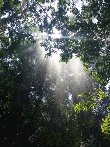 热带雨林森林阳光