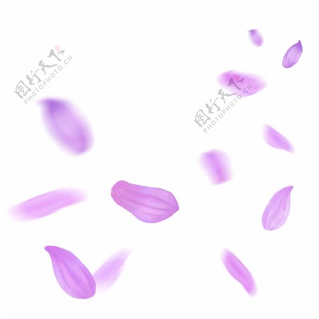 漂浮的花瓣粉紫色菊花花瓣飘落的菊花花瓣