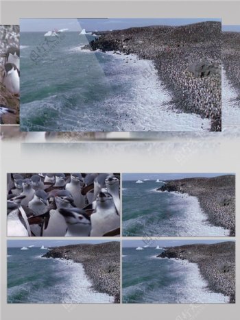 海岸边站满很多企鹅视频音效