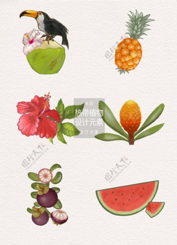 热带植物水果设计元素