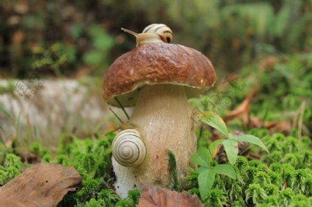 蘑菇和蜗牛