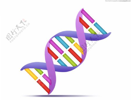 基因DNA