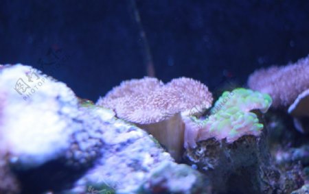 高清海洋动物珊瑚摄影图