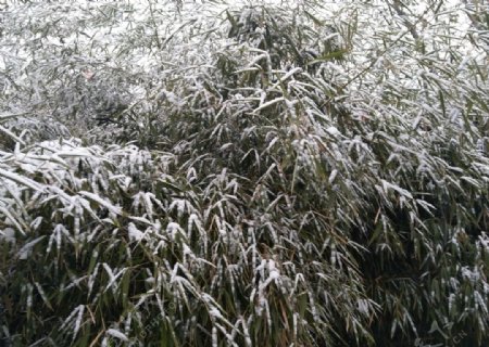 竹叶上的积雪