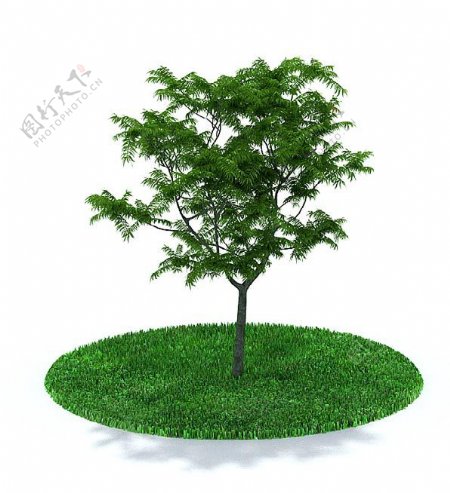 户外种植树木3d模型