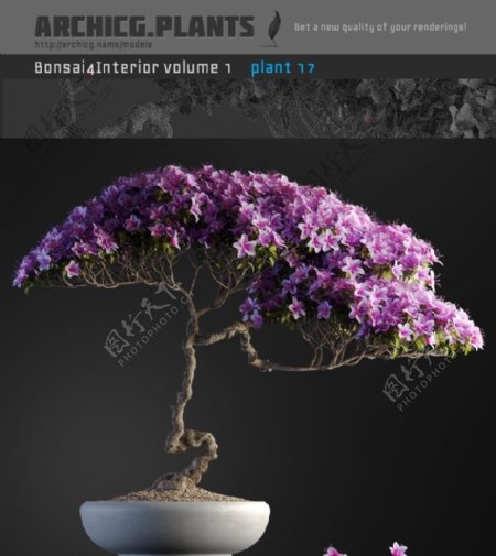 漂亮盆景花卉3d模型